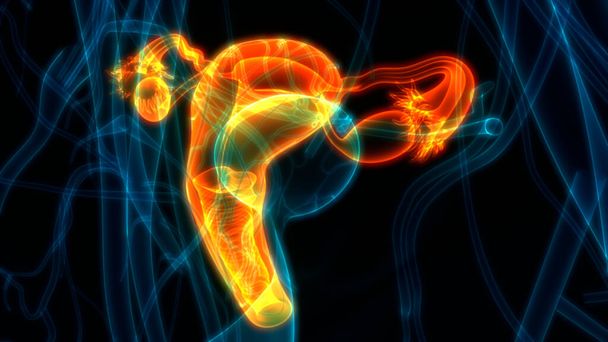 Жіноча репродуктивна система Анатомія. 3D - Фото, зображення