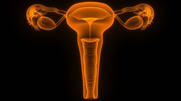 Anatomia do Sistema Reprodutor Feminino. 3D - Foto, Imagem