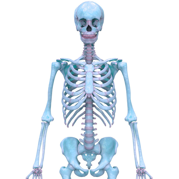 Human Skeleton System Anatomy. 3D - Photo, Image