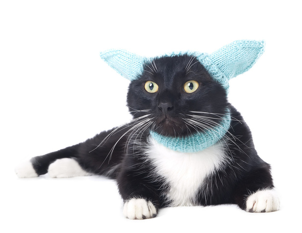 black cat in the hat - Фото, изображение