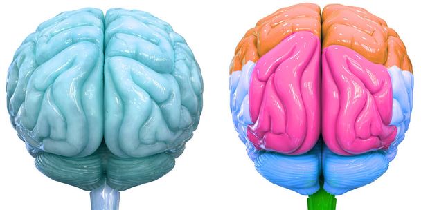 Organe central du système nerveux humain Anatomie des lobes cérébraux. 3D
 - Photo, image