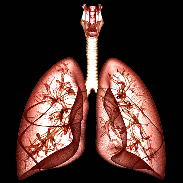 Human Respiratory System Lungs Anatomy. 3D - Photo, Image