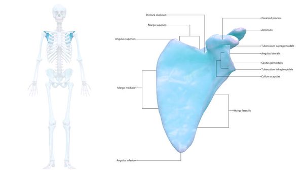 Ludzki system szkieletowy Scapula stawów kostnych ze szczegółowymi etykietami Anatomia. 3D - Zdjęcie, obraz
