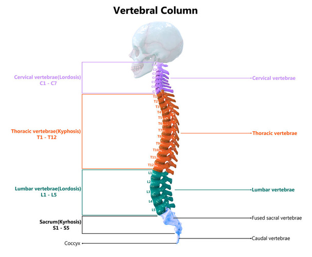 Columna vertebral de anatomía del sistema esquelético humano. 3D
 - Foto, Imagen