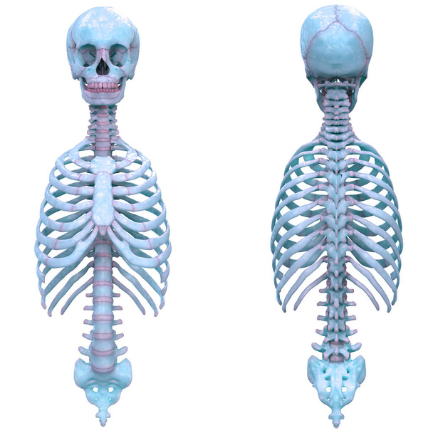 Anatomie axiální kostry lidského kožního systému. 3D - Fotografie, Obrázek