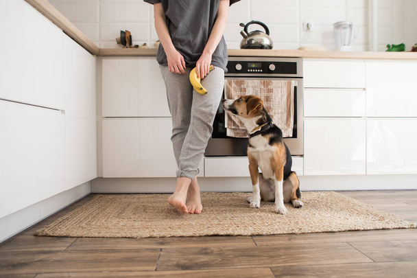 meisje met een hond beagle in de keuken - Foto, afbeelding