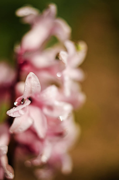 Merveilleuses fleurs de jacinthe fleurissent à l'extérieur au printemps par une journée ensoleillée limitée
 - Photo, image