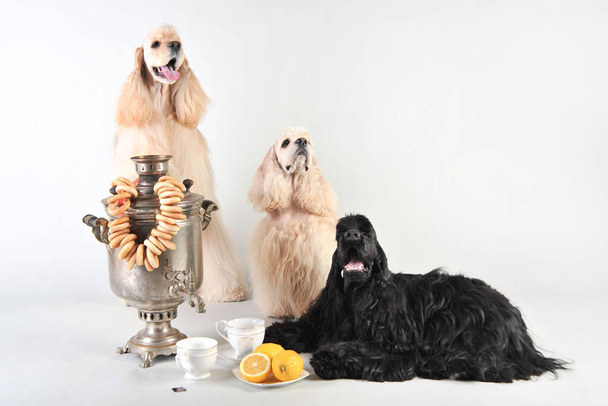 Αστείοι κόκερ σπανιέλ με ρωσικό σαμοβάρι, κουλούρια και τσάι στο στούντιο σε λευκό φόντο - Φωτογραφία, εικόνα