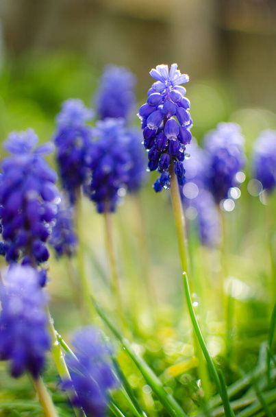 Маленькі весняно-блакитні квіти Мускарі цвітуть на відкритому повітрі в сонячний день
 - Фото, зображення