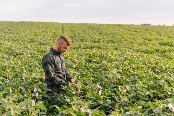Agronomist inspecting soya bean crops growing in the farm field. Agriculture production concept. young agronomist examines soybean crop on field in summer. Farmer on soybean field - Фото, зображення