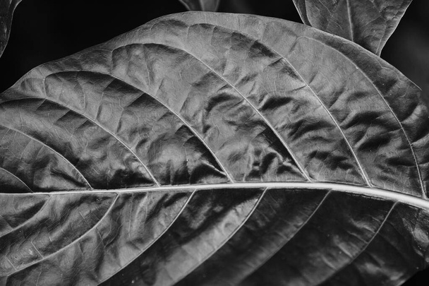 leaves of ficus. Aspidistra leaves. Beauty of tropical plants. - Foto, Bild