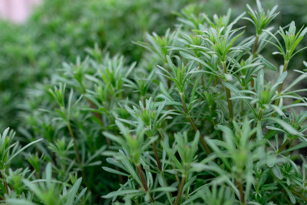 Erba verde su fusti sottili con piccole foglie e petali. Fondo naturale di origine naturale
 - Foto, immagini