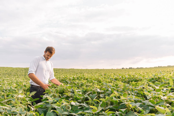 Young farmer in filed examining soybean corp. He is thumbs up. - Photo, Image