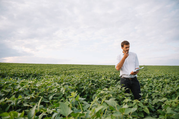 Young farmer in filed examining soybean corp. He is thumbs up. - Zdjęcie, obraz