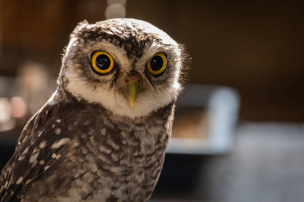 Owl is a bird with large eyes. - Photo, Image