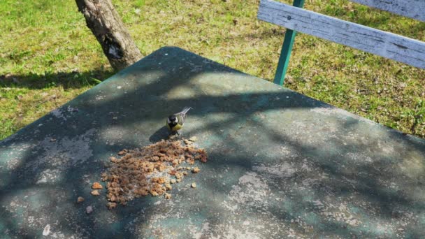 Great Tit (Parus major) e Sparrows mangia cibo in tavola
 - Filmati, video