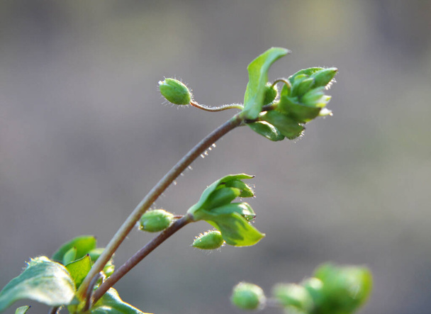 Au printemps, Stellaria media pousse dans la nature - Photo, image