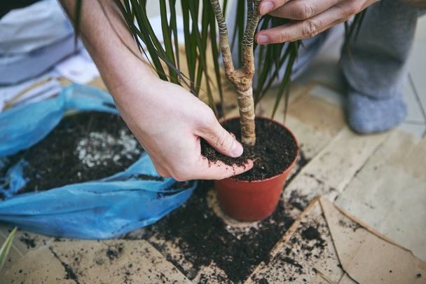 Lavori domestici in primavera. Mani dell'uomo durante il trapianto di piante in vaso nuovo
. - Foto, immagini