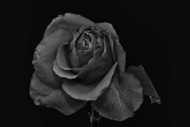 vinobraní monochromatický nízký klíč růže květ, stonek, černé pozadí, výtvarné umění zátiší jednoho květu, detailní textura, vinobraní malba styl - Fotografie, Obrázek