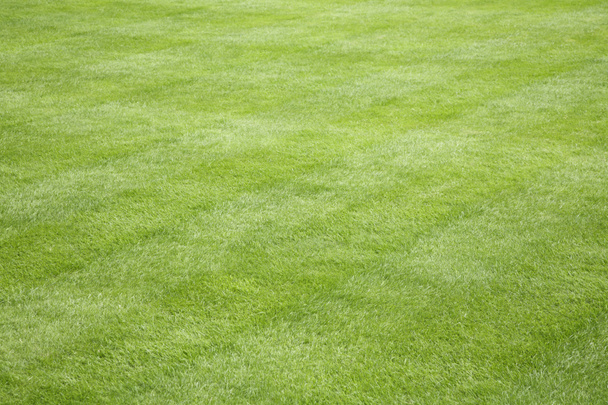 Detail van mooi groen gras in een achtertuin met gazonverzorging en tuinaanleg in de zomer en het voorjaar - Foto, afbeelding