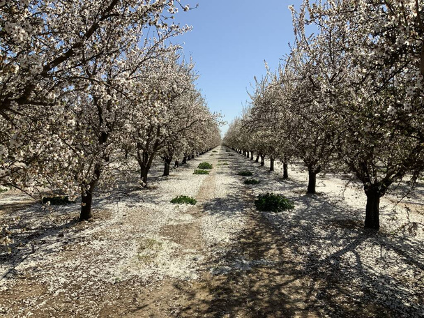 Rows of Almond trees with Pink and White Almond blossoms blooming in spring - Photo, Image