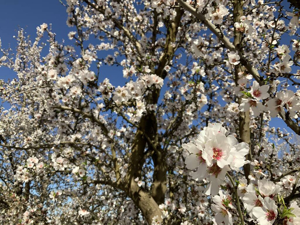 Amandelbomen met roze en witte amandelbloesems bloeien in het voorjaar - Foto, afbeelding
