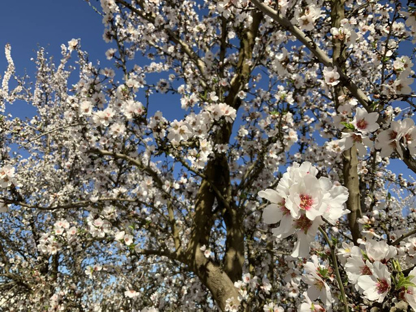 Drzewa migdałowe z różowymi i białymi kwiatami migdałów kwitnącymi wiosną - Zdjęcie, obraz