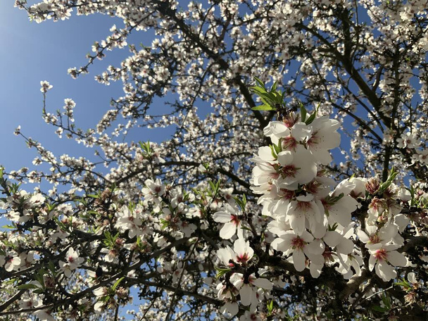 Almond tree branches with Pink and White Almond blossoms blooming in spring - Photo, Image