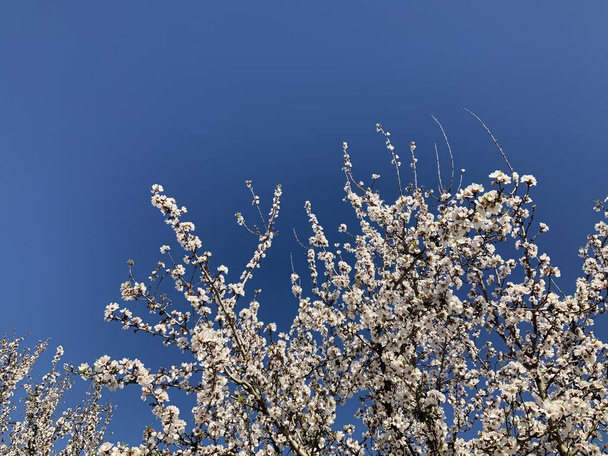 Almond tree branches with Pink and White Almond blossoms blooming in spring - Photo, Image