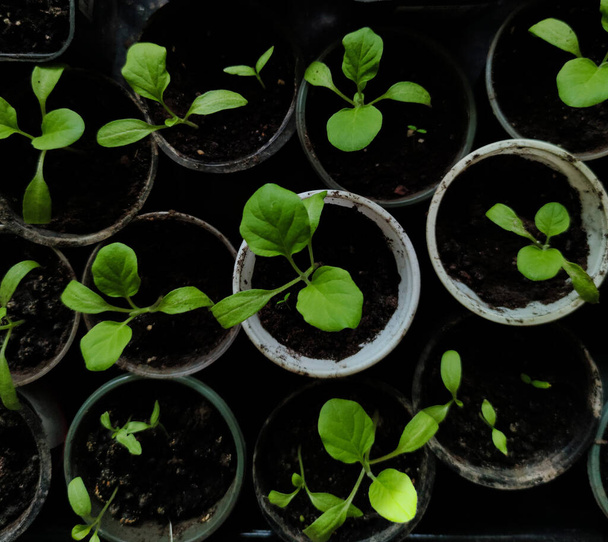 Seedlings of bell peppers. Fresh organic green leaf grows from the black earth in a pot. - Photo, Image
