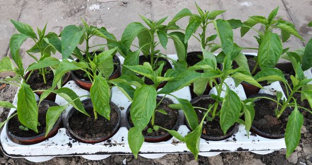 Zaailingen van paprika 's kweken in plastic potten met biologische grond - Foto, afbeelding