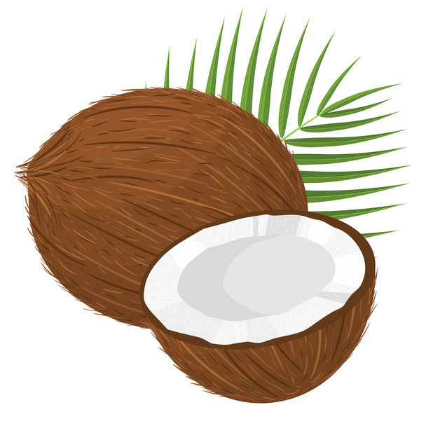 Cartoon detailed brown exotic whole coconut, half and green leaf. Summer fruits for healthy lifestyle. Organic fruit. Cartoon style. Vector illustration for any design. - Vector, afbeelding