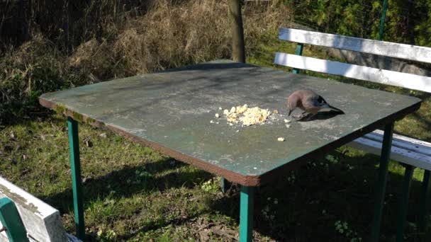Eurasiático Jay come comida na mesa (Garrulus glandarius
) - Filmagem, Vídeo