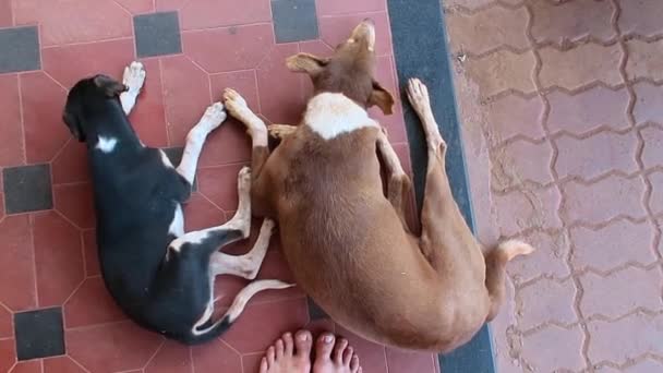 zwei Hunde auf dem Boden liegend. - Filmmaterial, Video
