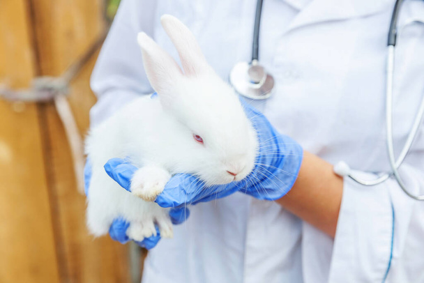 Veterinarian woman with stethoscope holding and examining rabbit on ranch background close up. Bunny in vet hands for check up in natural eco farm. Animal care and ecological farming concept - Photo, image