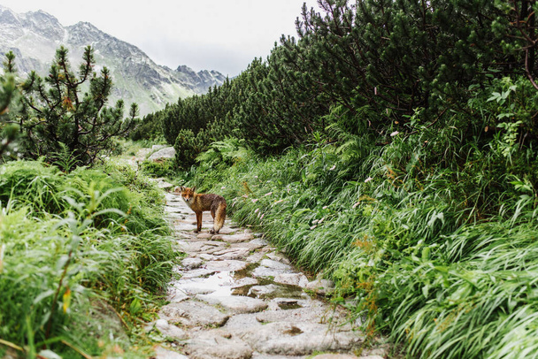 Mooie vos op de weg bij een meer in de bergen. - Foto, afbeelding