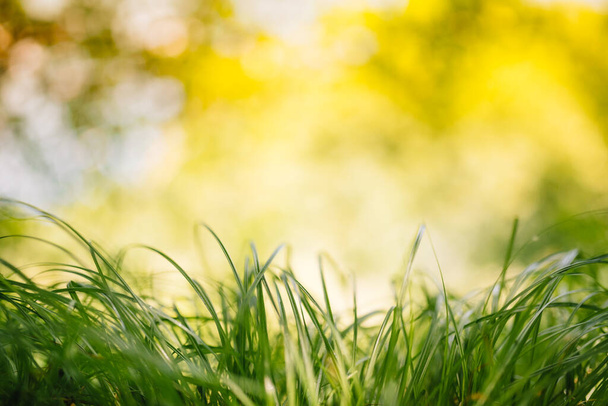 Spring or summer and abstract nature background with grass field. Background with green grass field and bokeh light. summer background - Zdjęcie, obraz