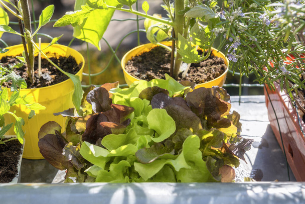 varanda jardinagem horticultura de legumes frescos e orgânicos em casa urbana - Foto, Imagem