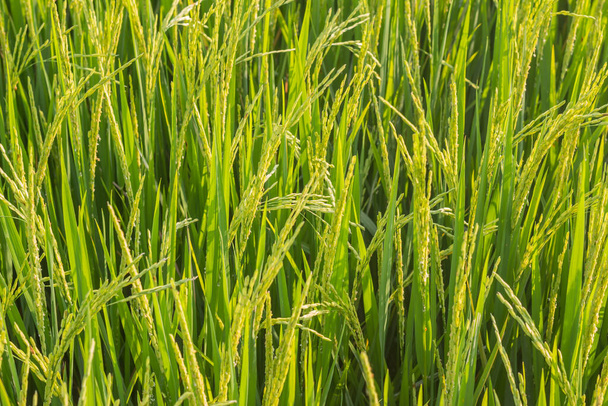 закрыть рисовое поле и зеленые листья - Фото, изображение