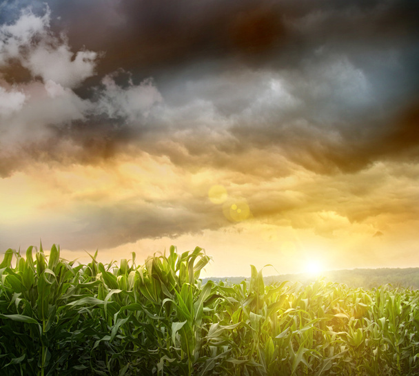 Dunkler Himmel über Maisfeldern - Foto, Bild