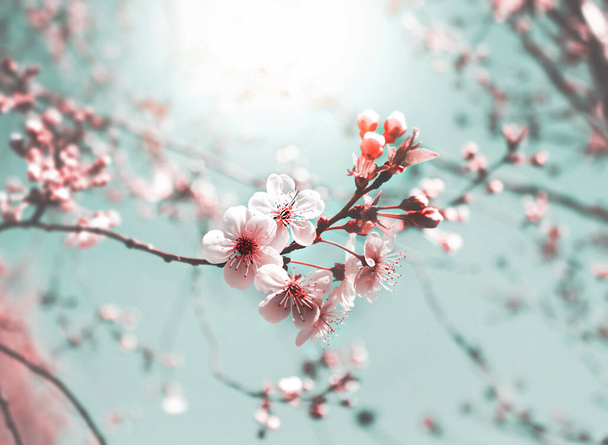 Cherry tree flowers on a branch with sun in the background - Photo, Image