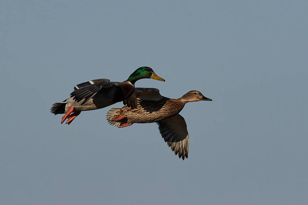 Mallards in flight with blue skies in the background - Photo, Image