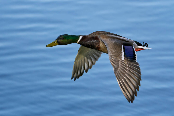 Mallards in flight with blue water in the background - Photo, Image