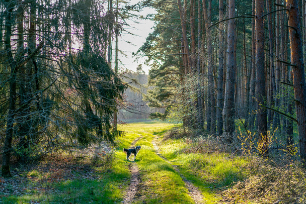 A dog in a forest at springtime with fresh green plants  near Haldensleben in Germany - Foto, afbeelding