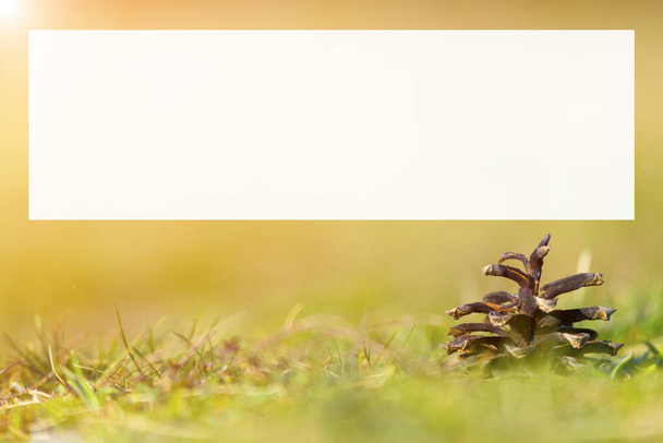 Cône de pin sur le sol avec herbe floue backgoun
 - Photo, image