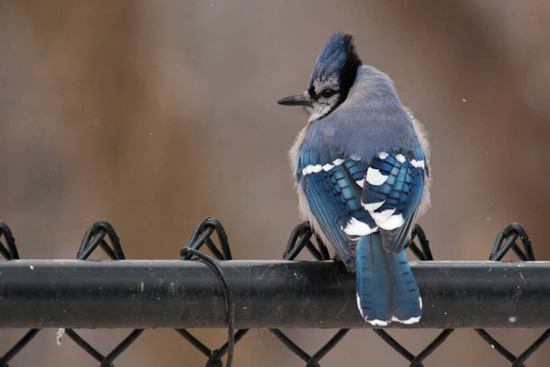 Bluejay bleu et blanc coloré et majestueux perché sur une clôture
 - Photo, image
