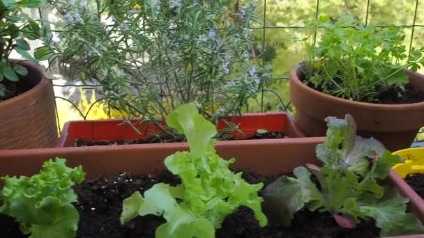 green house, horticulture in balcony urban home - Materiał filmowy, wideo