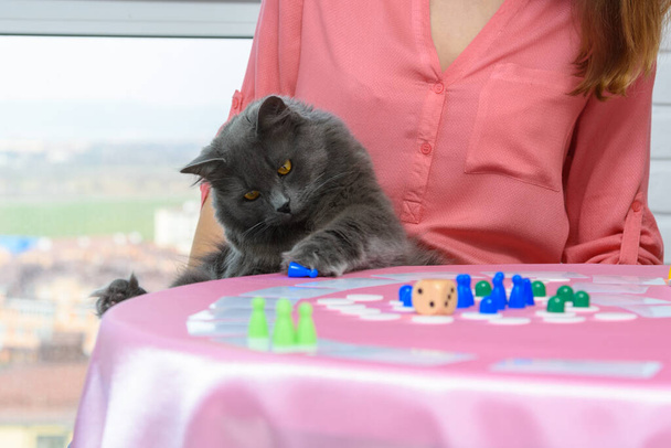 Gato casero decidió jugar fichas de un juego de mesa
 - Foto, Imagen