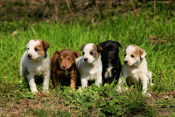 Cinco cachorros mestizos blancos, marrones y negros están sentados en una fila en la hierba
 - Foto, Imagen