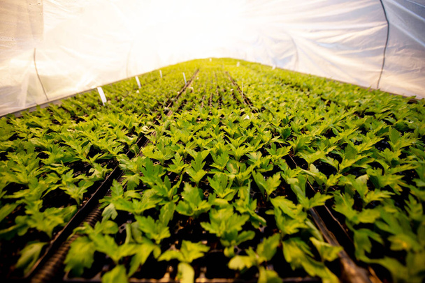 Zöld palánták sorai egy üvegházban. A növénytermesztés technológiája. Modern mezőgazdaság, növénytermesztés. - Fotó, kép